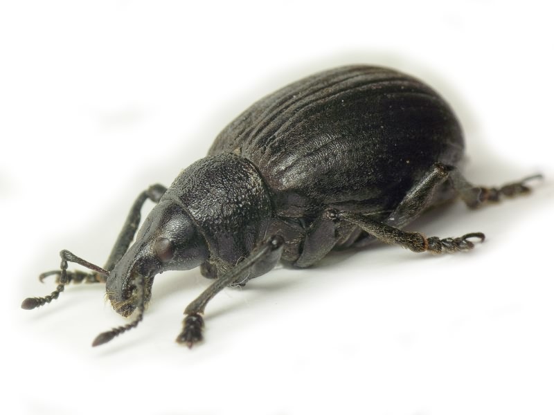 Liophloeus gibbus Boheman, 1842